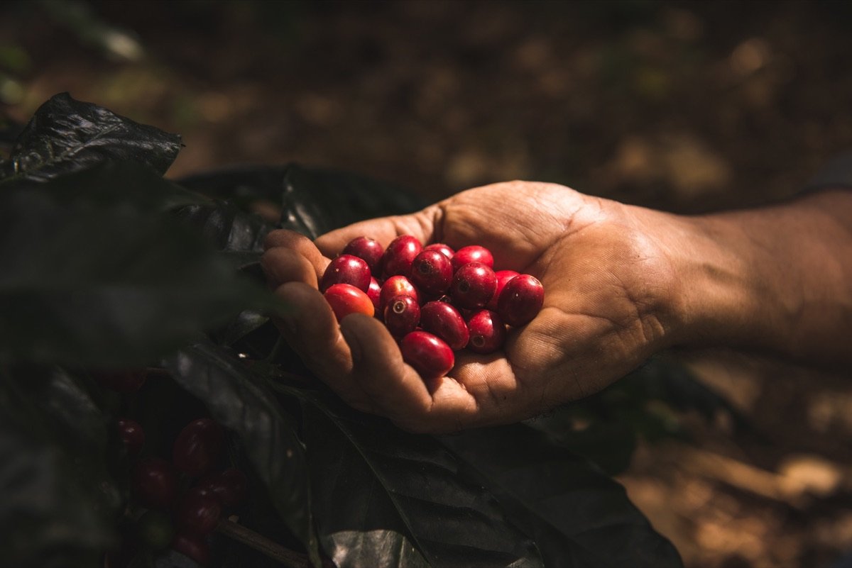 Mano sosteniendo cerezas de café recién cortadas