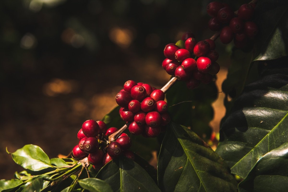 Rama de cafeto con cerezas maduras